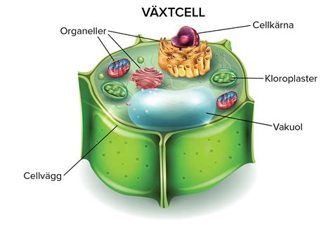 Har växtceller cellmembran